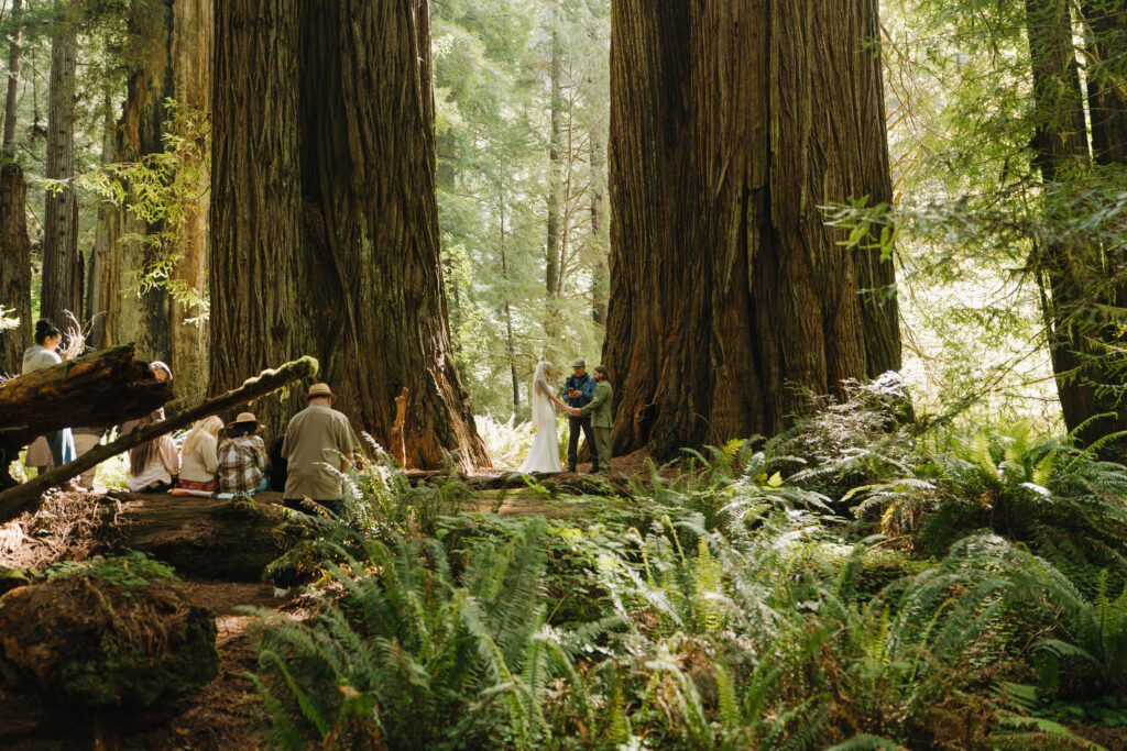 Redwoods Elopement