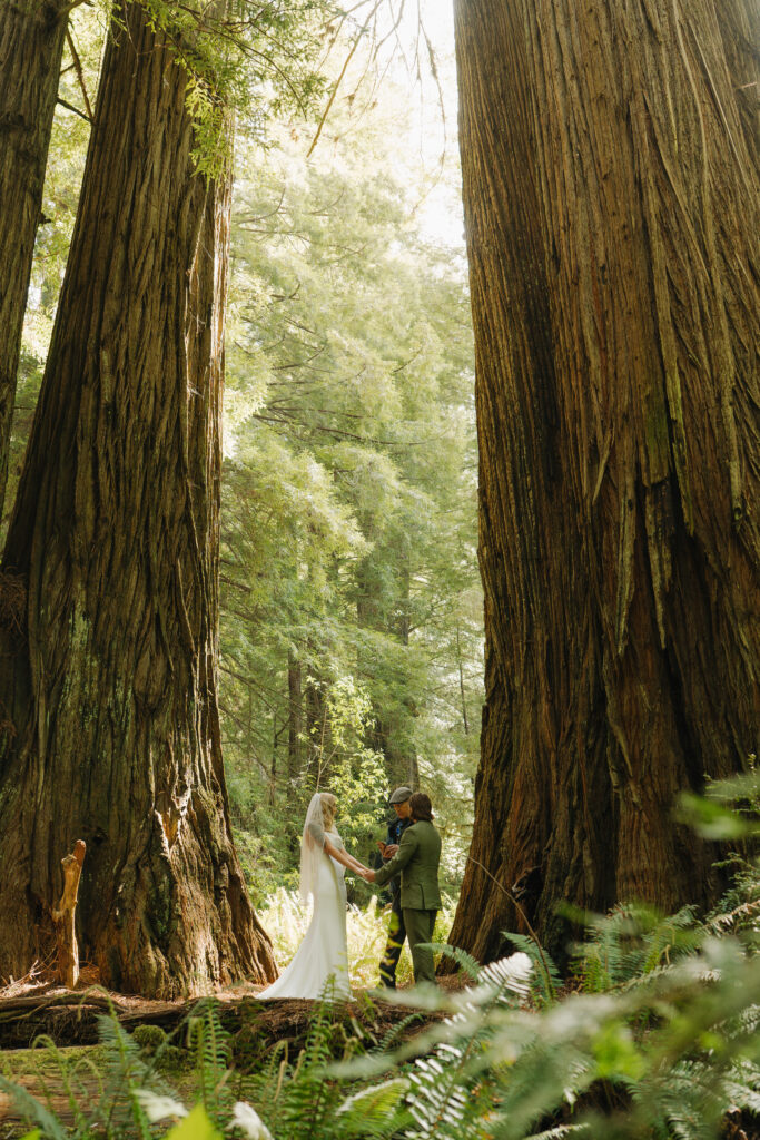 Redwoods Elopement