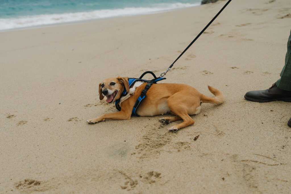 big sur elopement with dog