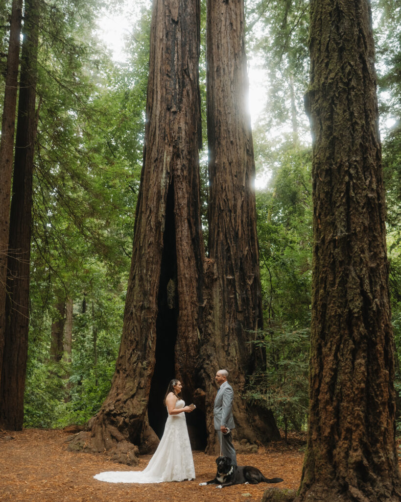 redwoods dog elopement