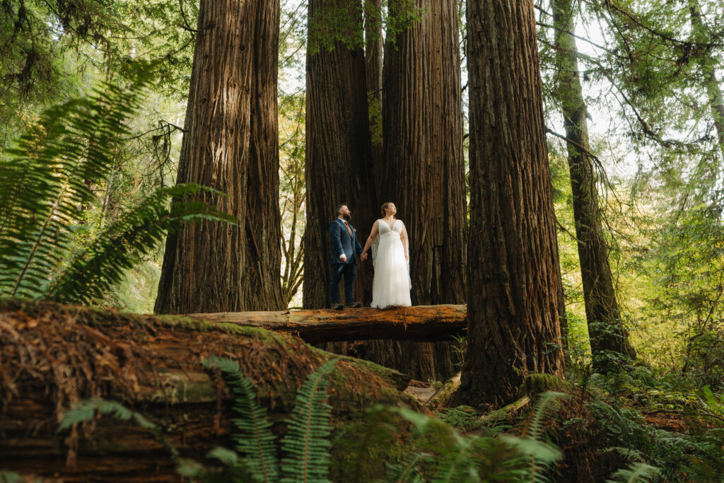 Elopement Couple in the Redwoods 
